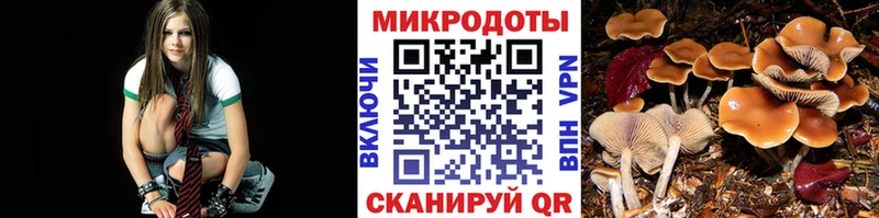 сколько стоит  Сычёвка  Псилоцибиновые грибы Psilocybe 